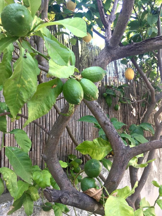 Dans une maison, appartement indépendant et jardin Perpignano Esterno foto
